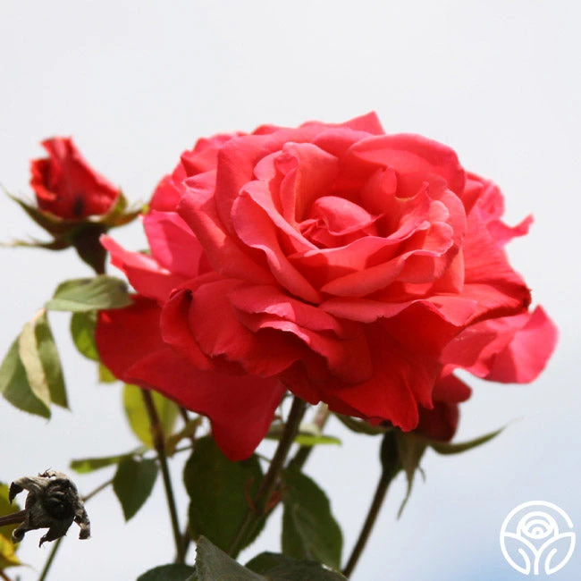 Galway Bay® 2 Galway Bay® - Image 2