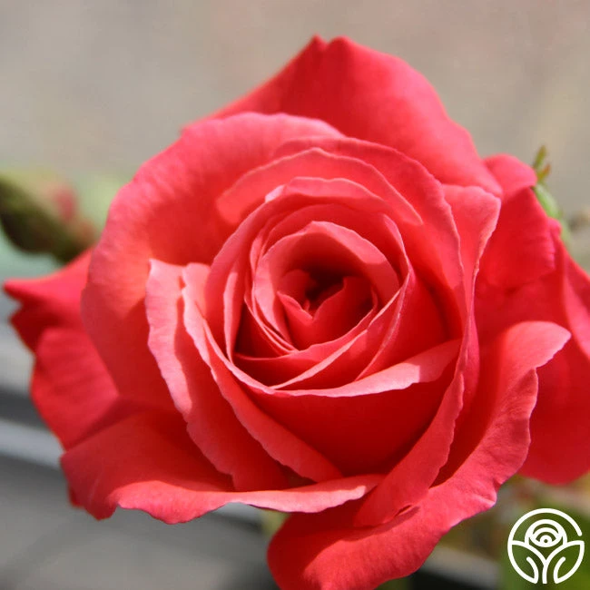 Galway Bay® 5 Galway Bay® - Image 5