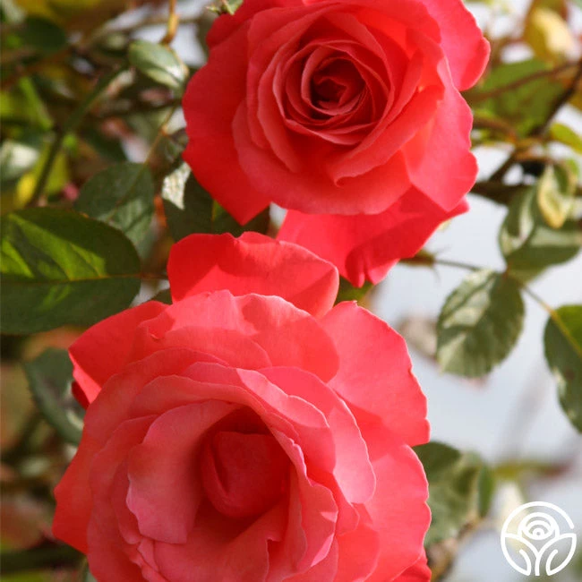 Galway Bay® 3 Galway Bay® - Image 3