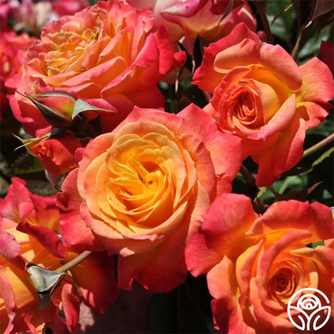 Garden Delight™ 2 Garden Delight™ - Image 2