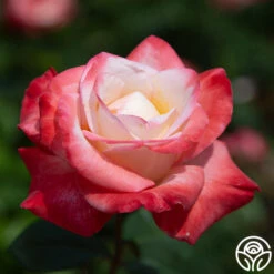 Gemini® 14 Gemini® -Precisiom Store gemini 5 1