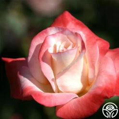 Gemini® 15 Gemini® -Precisiom Store gemini 6 2