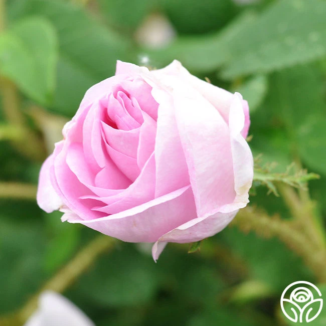 General Kleber 4 General Kleber - Image 4