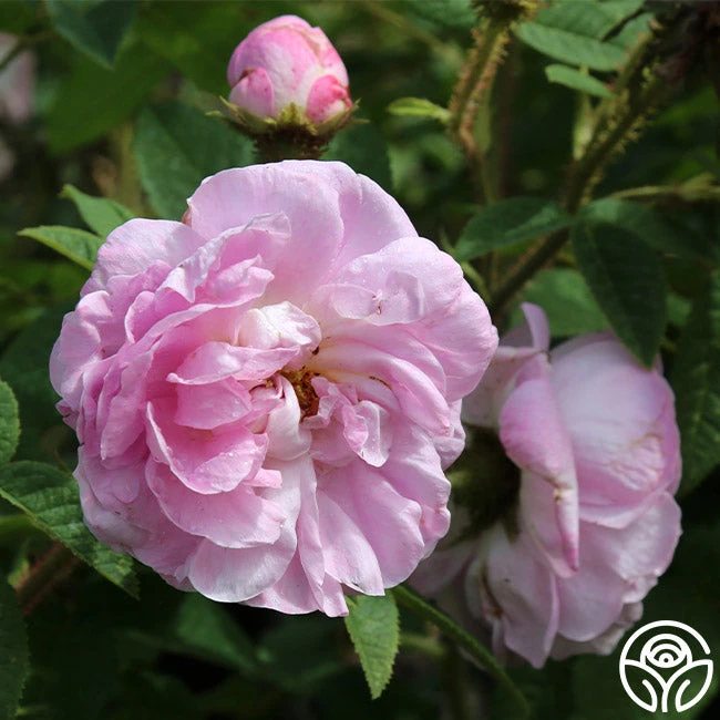 General Kleber 6 General Kleber - Image 6