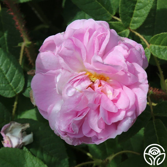 General Kleber 5 General Kleber - Image 5