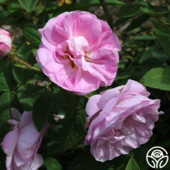 General Kleber 8 General Kleber -Precisiom Store general kleber 4