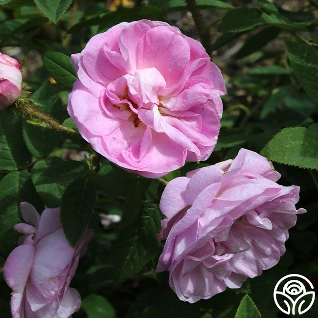 General Kleber 3 General Kleber - Image 3