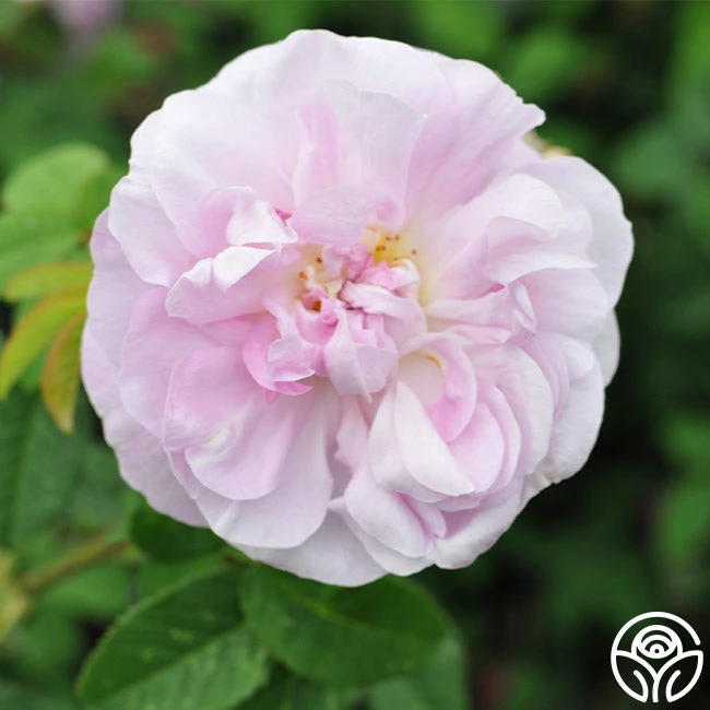 General Kleber 2 General Kleber - Image 2