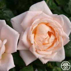 Generosity™ -Precisiom Store generosity 3