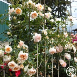 Ginger Syllabub™ 7 Ginger Syllabub™ -Precisiom Store ginger syllabub 2