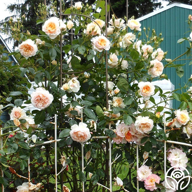 Ginger Syllabub™ 2 Ginger Syllabub™ - Image 2