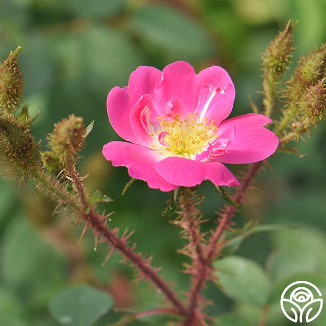 Goethe 2 Goethe - Image 2