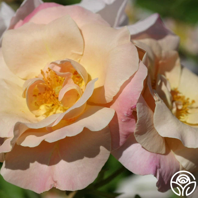 Golden Blush 2 Golden Blush - Image 2