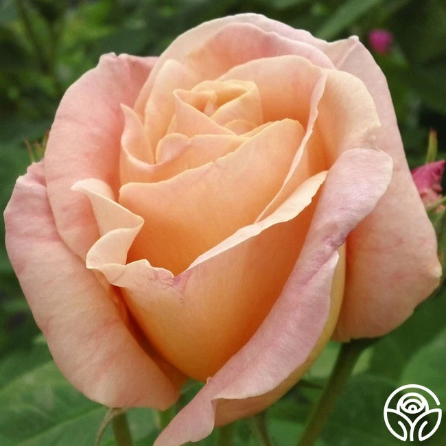 Golden Blush 1 Golden Blush