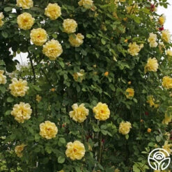 Golden Gate™ -Precisiom Store golden gate logo 04