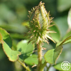 Golden Moss -Precisiom Store golden moss 2 1