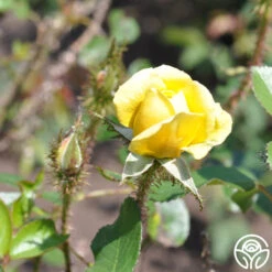 Golden Moss -Precisiom Store golden moss 4 4