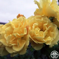 Golden Showers® -Precisiom Store golden showers logo 03