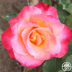 New Release 11 Granada