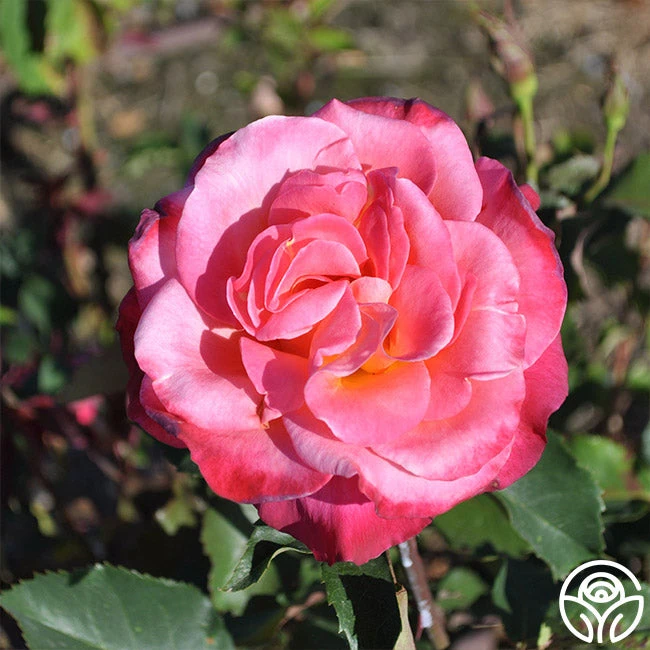 Granada 5 Granada - Image 5