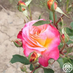 Granada 8 Granada -Precisiom Store granada 3 7