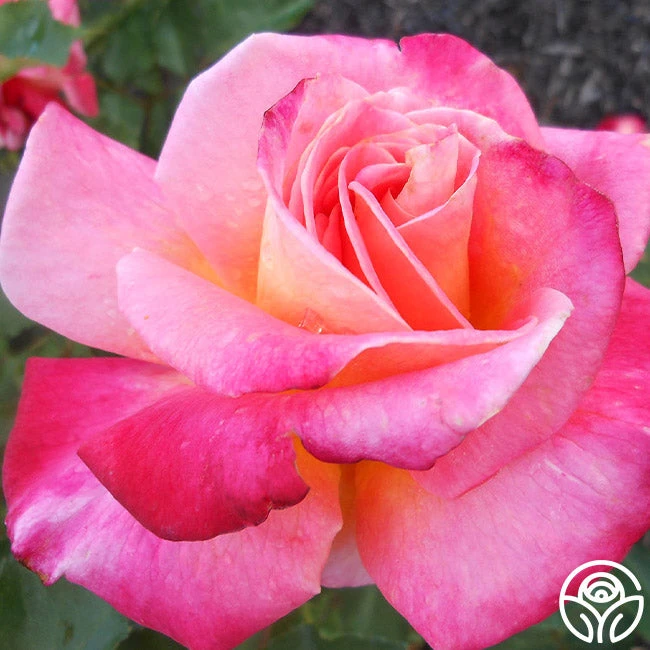 Granada 3 Granada - Image 3