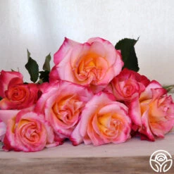 New Release -Precisiom Store granada 7 8