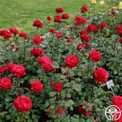 Eleganza® Grande Amore -Precisiom Store grande amore 1 2