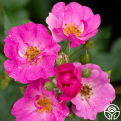 Grape Jelly™ -Precisiom Store grape jelly 2 1