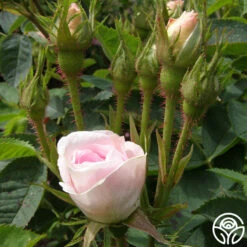 Great Maiden's Blush -Precisiom Store great maidens blush 1