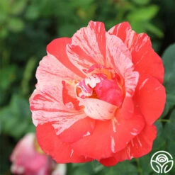 Grimaldi ® 7 Grimaldi ® -Precisiom Store grimaldi 1 2