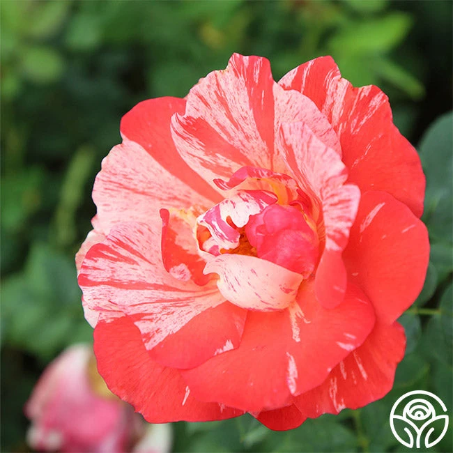 Grimaldi ® 3 Grimaldi ® - Image 3