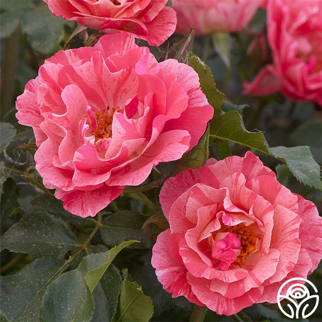 Grimaldi ® 2 Grimaldi ® - Image 2