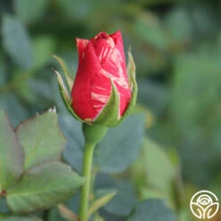 Grimaldi ® 8 Grimaldi ® -Precisiom Store grimaldi 5 2