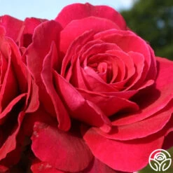 Eleganza® Gypsy Soul -Precisiom Store gypsy soul eleganza 3