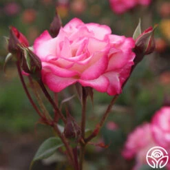 Handel -Precisiom Store handel logo 04