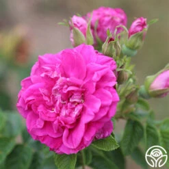 Hansa 10 Hansa -Precisiom Store hansa 11