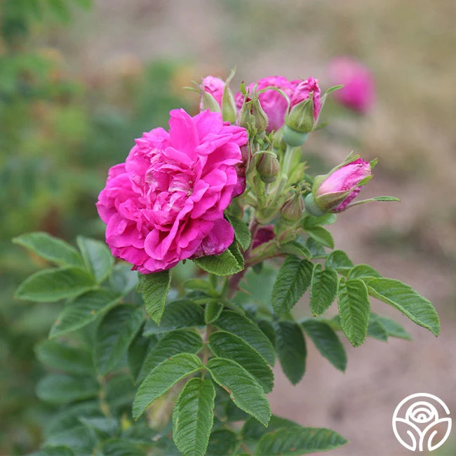 Hansa 5 Hansa - Image 5