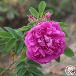 Hansa 12 Hansa -Precisiom Store hansa 14