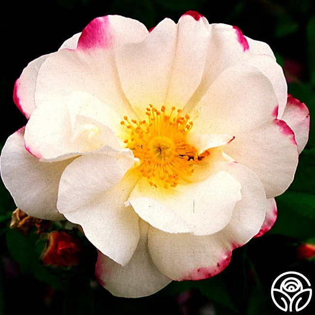 Hebe's Lip 1 Hebe's Lip