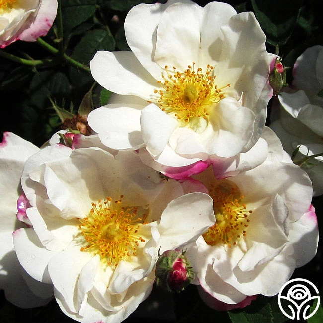 Hebe's Lip 2 Hebe's Lip - Image 2