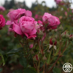 Heirloom 13 Heirloom -Precisiom Store heirloom 17 1