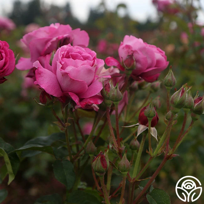 Heirloom 6 Heirloom - Image 6