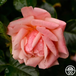 High Sheriff™ -Precisiom Store high sheriff logo 04