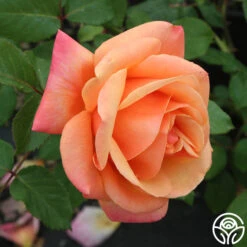 High Sheriff™ -Precisiom Store high sheriff logo 05