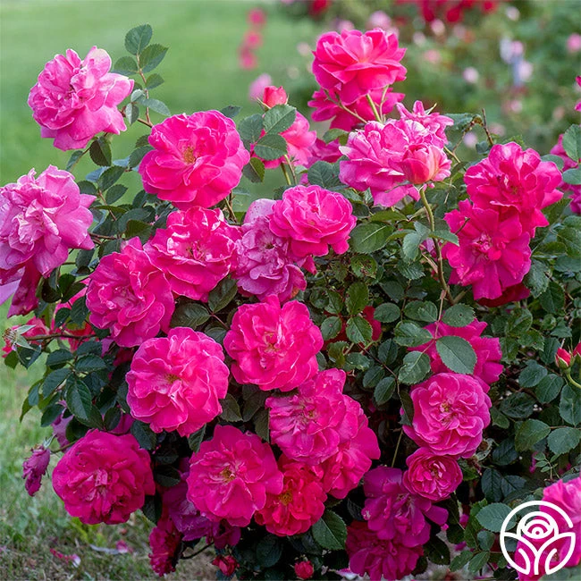 Highwire Flyer™ 2 Highwire Flyer™ - Image 2