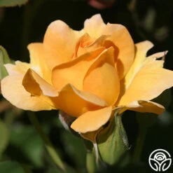 Honey Perfume™ -Precisiom Store honey perfume 2 5