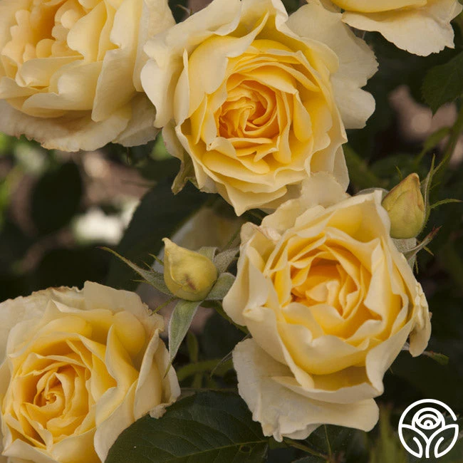 Honor Elizabeth™ 3 Honor Elizabeth™ - Image 3