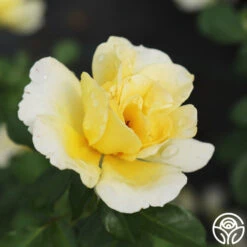 Honor Elizabeth™ 8 Honor Elizabeth™ -Precisiom Store honor elizabeth logo 04