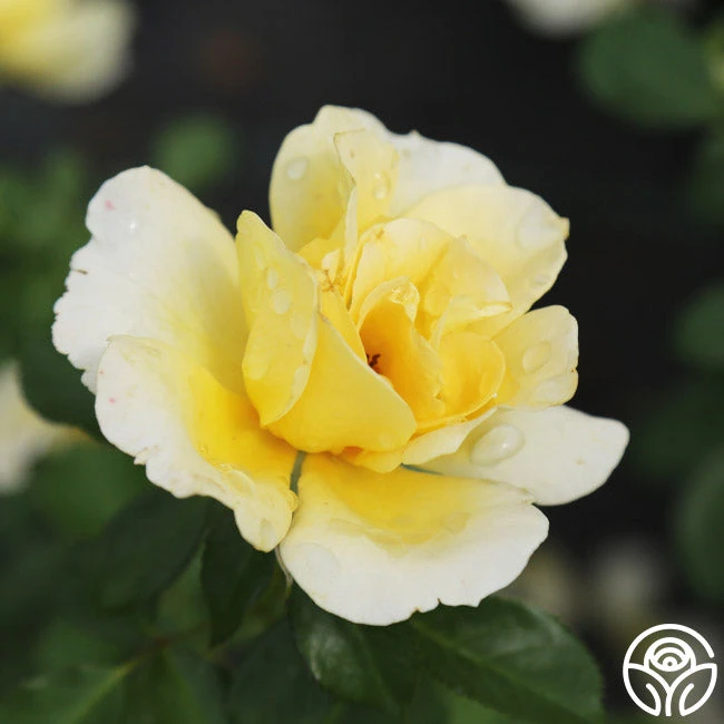 Honor Elizabeth™ 4 Honor Elizabeth™ - Image 4